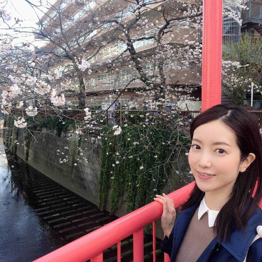 天明麻衣子さんのインスタグラム写真 - (天明麻衣子Instagram)「目黒川の桜🌸 満開まであともう少しかな〜  例年よりはさすがに混雑はマシだった気がする！あまり止まらず歩けた 笑 本当にお散歩日和の3連休でした☺️ #目黒川 #目黒川の桜 #満開まであと少し #お花見 #歩きながら #3連休」3月22日 20時09分 - maiko_temmei