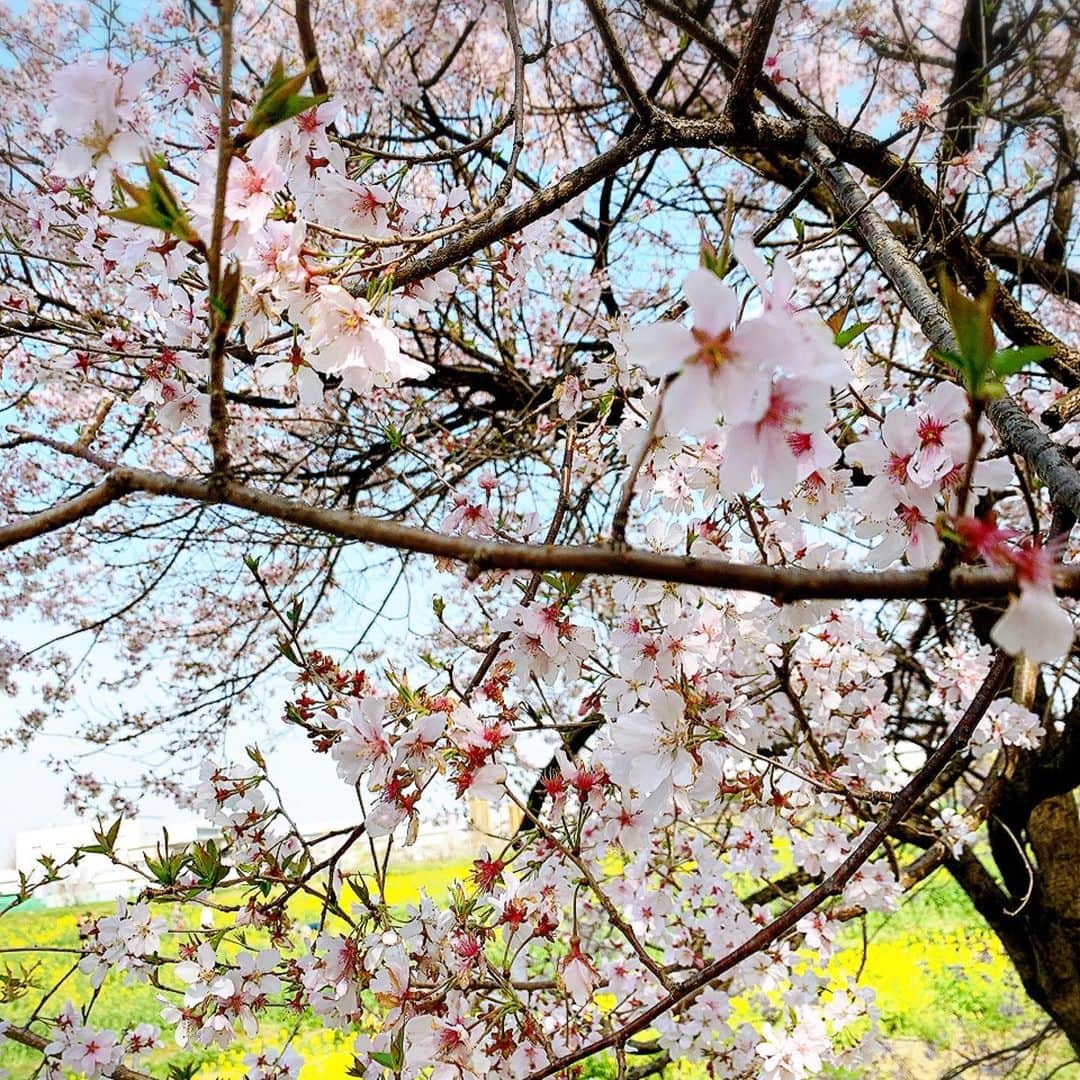 青木美香さんのインスタグラム写真 - (青木美香Instagram)「桜と菜の花🌸🌼 まだ少し早かったけど綺麗でした✨  桜ってほんとに一瞬ですよね(´▽｀) 1日1日を大切にしようって、改めて思わせてくれるお花だなって思います🌸  #幸手権現堂桜堤 #桜#菜の花#快晴」3月22日 20時10分 - aokimikaa
