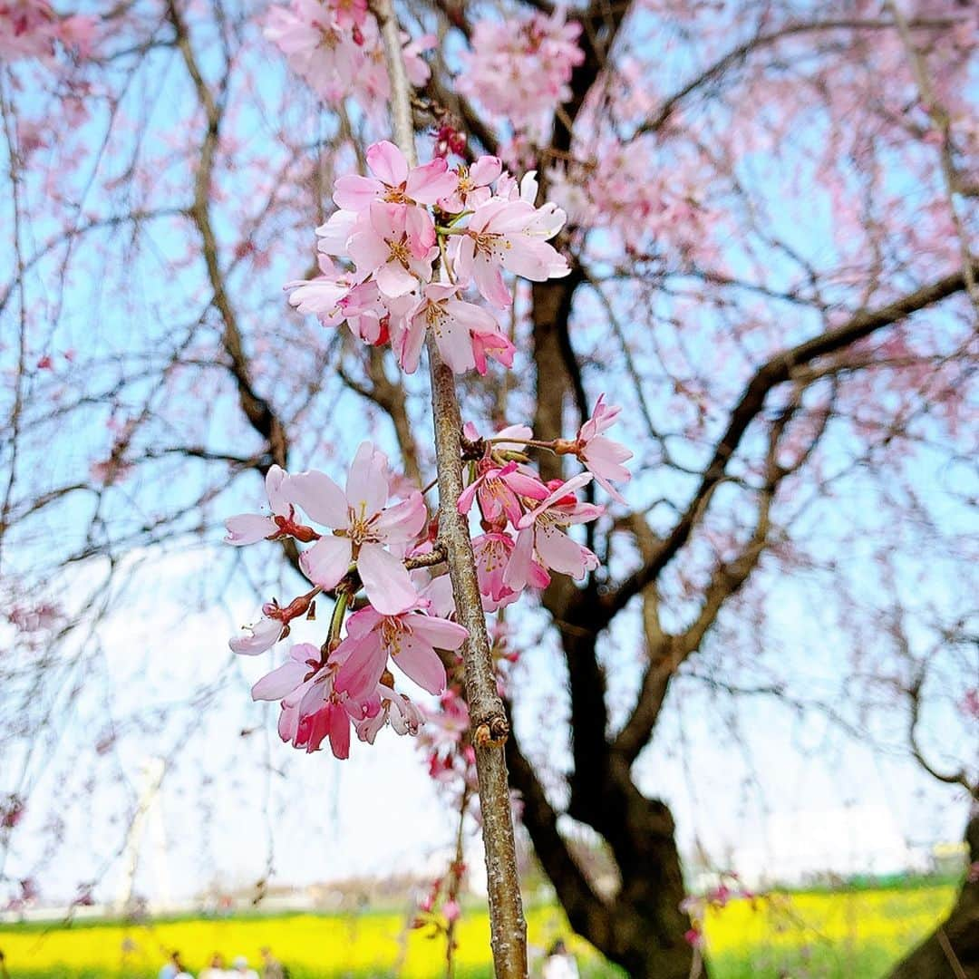 青木美香さんのインスタグラム写真 - (青木美香Instagram)「桜と菜の花🌸🌼 まだ少し早かったけど綺麗でした✨  桜ってほんとに一瞬ですよね(´▽｀) 1日1日を大切にしようって、改めて思わせてくれるお花だなって思います🌸  #幸手権現堂桜堤 #桜#菜の花#快晴」3月22日 20時10分 - aokimikaa