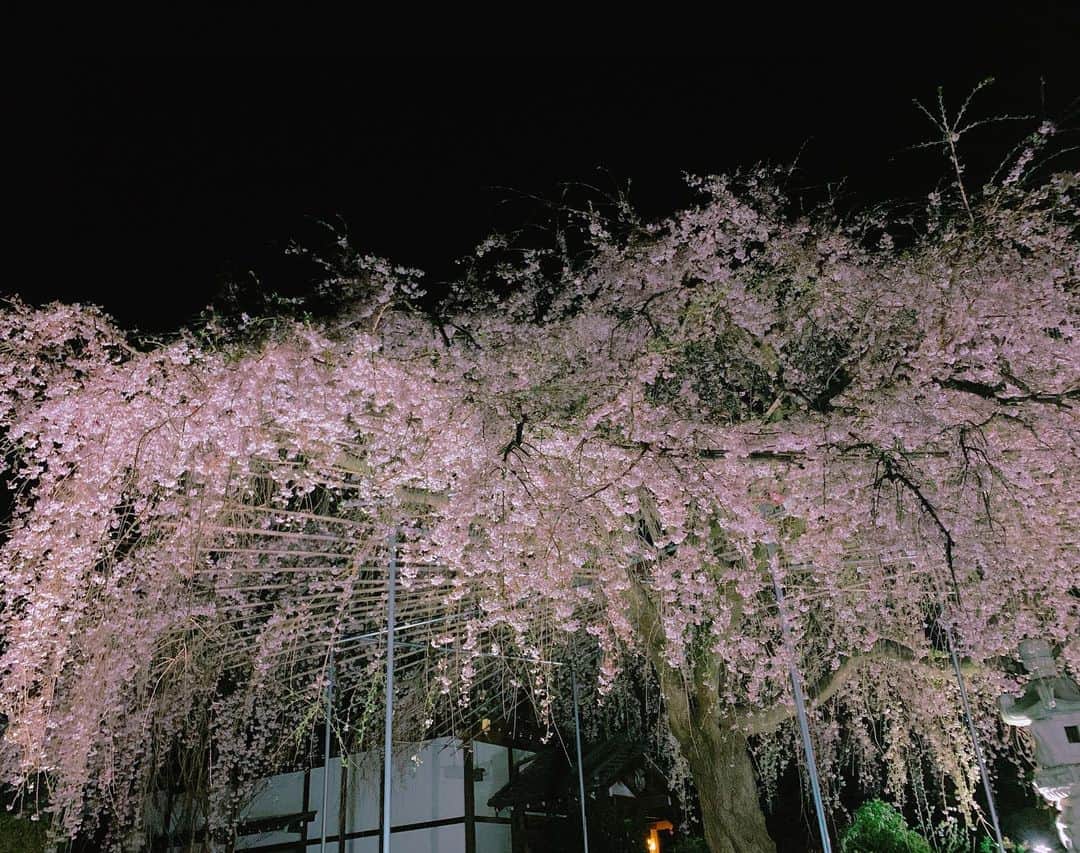 田中悦子さんのインスタグラム写真 - (田中悦子Instagram)「夜桜🌸⠀ ⠀  #夜桜 #しだれ桜 #妖艶」3月22日 20時11分 - etsuko.reborn25