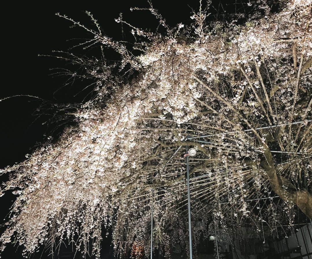 田中悦子さんのインスタグラム写真 - (田中悦子Instagram)「今度は、 どうよ❣️😒ってドヤ顔のような しだれ桜🌸⠀ ⠀ 狂い咲き🌸⠀ ⠀  #しだれ桜  #夜桜 #別の角度からもお届けします  #ライトアップ #花の命は短くて」3月22日 20時29分 - etsuko.reborn25