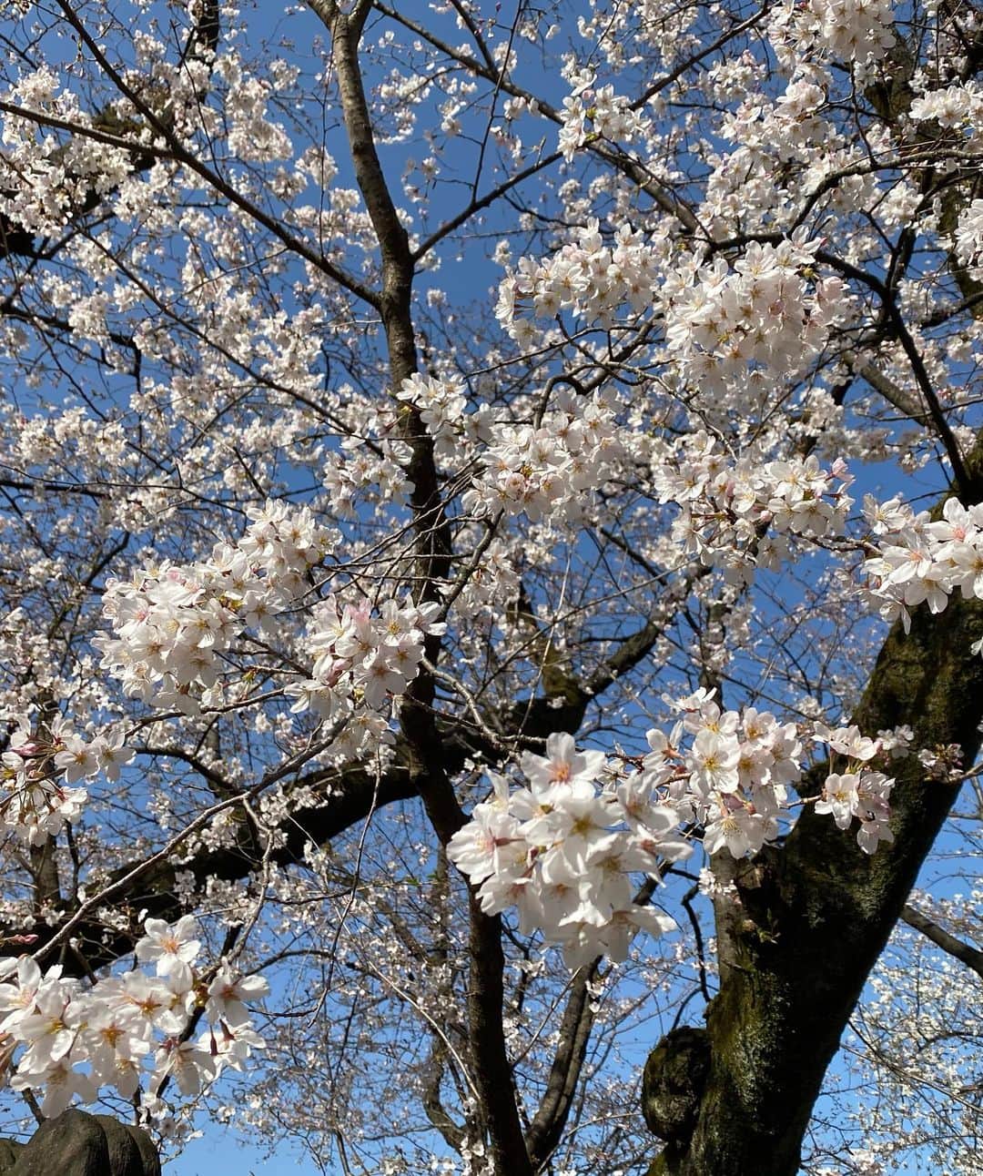 釜井美由紀さんのインスタグラム写真 - (釜井美由紀Instagram)「この三連休は暖かくなり、 だんだんと桜が咲いてきていますね🌸 * きのうは上野公園をお散歩☀︎ ポカポカ陽気でとっても気持ち良かったです☺️ * * 新型コロナウイルスの影響で、上野公園でも シートを広げてのお花見はできなくなっていますが、皆さん歩きながら桜を楽しんでいました＾＾ * * #桜 #さくら #お花見 #🌸 #上野 #上野公園 #三連休 #お出かけ #お散歩日和」3月22日 20時37分 - miyuki.kamai