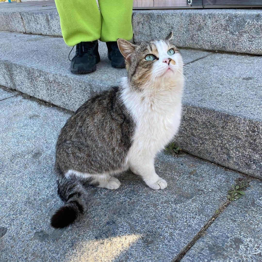 ソジン さんのインスタグラム写真 - (ソジン Instagram)「#마니산길냥이 #핵귀 #애교쟁이 #사랑스럽」3月22日 20時40分 - ssozi_sojin