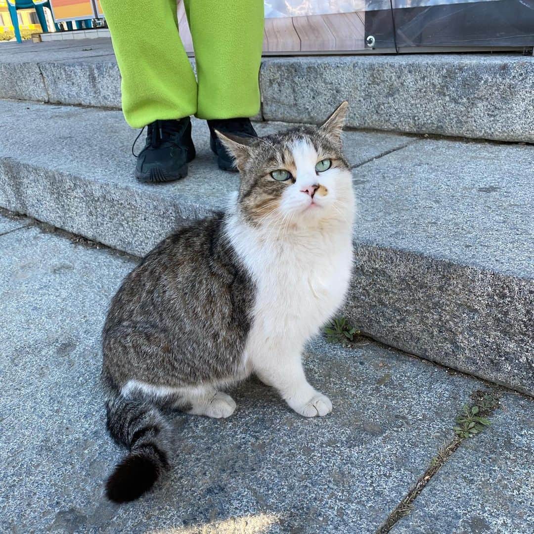 ソジン さんのインスタグラム写真 - (ソジン Instagram)「#마니산길냥이 #핵귀 #애교쟁이 #사랑스럽」3月22日 20時40分 - ssozi_sojin