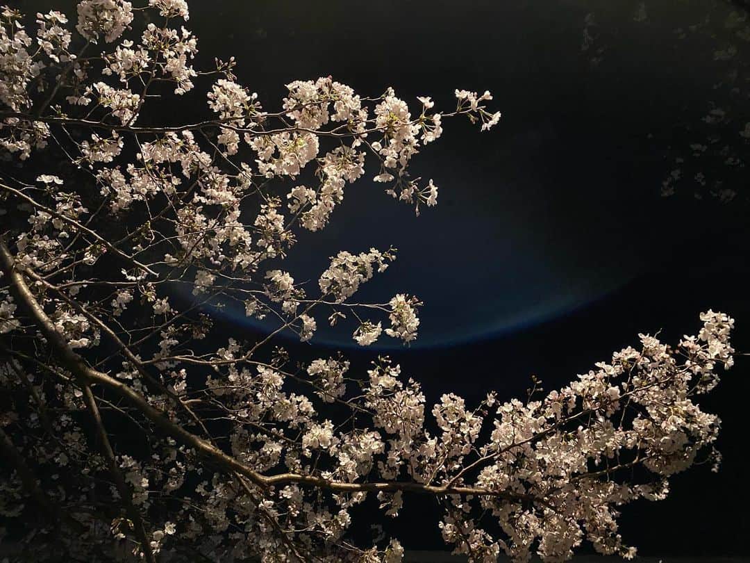 奥田恵梨華さんのインスタグラム写真 - (奥田恵梨華Instagram)「#夜桜」3月22日 20時49分 - erikaokuda_official
