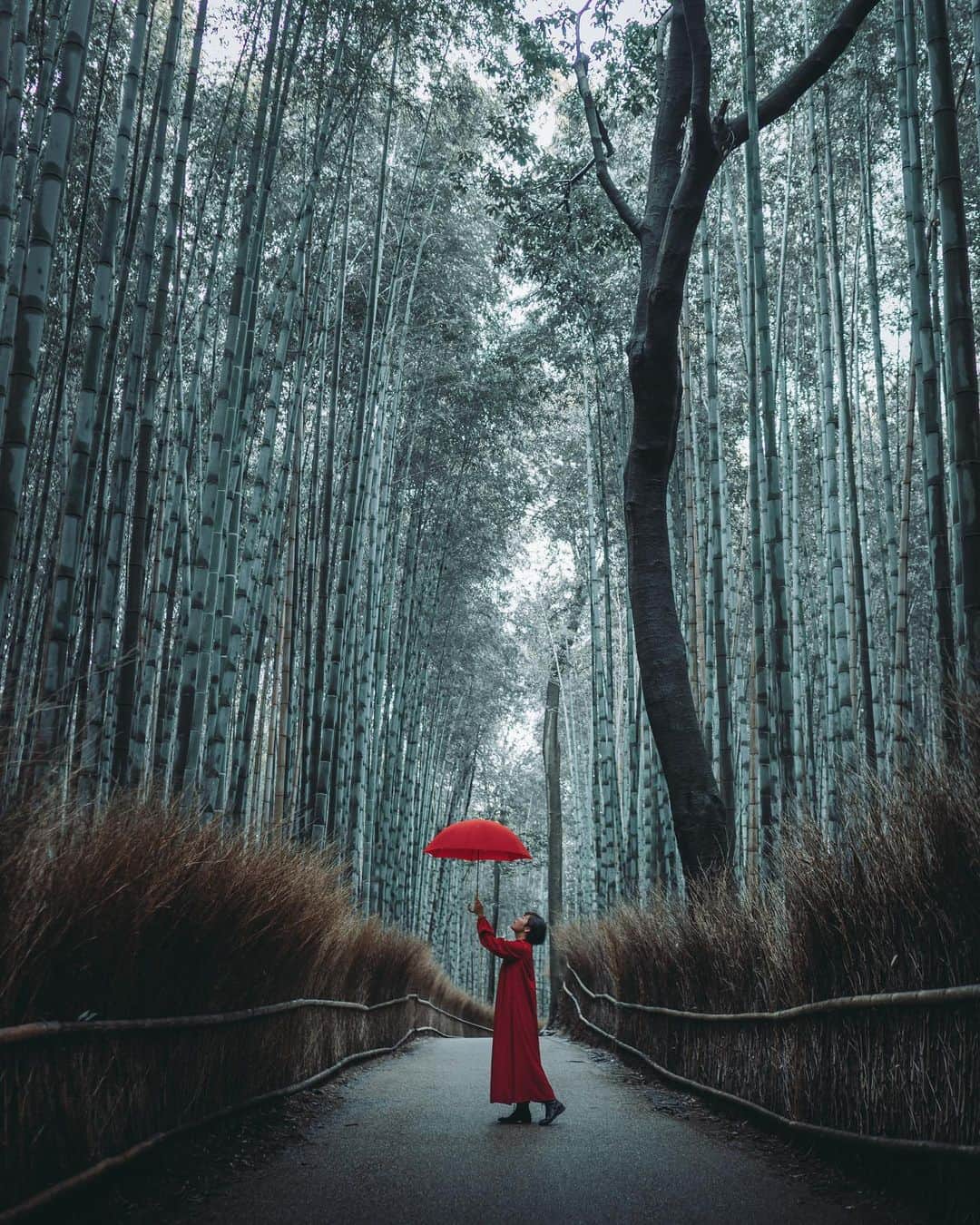 wacameraのインスタグラム：「Nobody Bamboo Forest 京都に日本人しかいない状況が続いているので昼間でもこんな撮影ができてしまう。しかしいま私は鳥取砂丘に行きたい。」