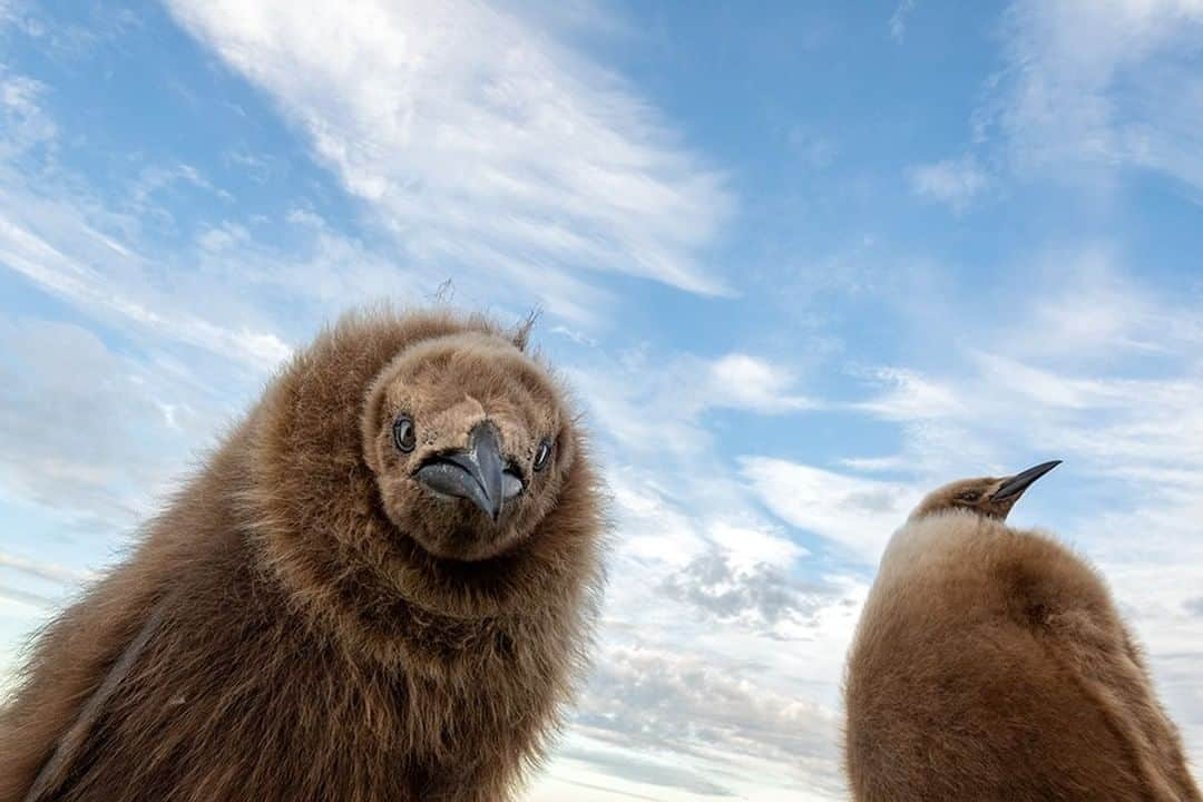 National Geographic Travelさんのインスタグラム写真 - (National Geographic TravelInstagram)「Photo by @daisygilardini | South Georgia is home to thousands of king penguins. The chicks, also called woolies, are extremely curious creatures. As soon as you lie on the ground with them, they come to greet you in a very inquisitive way.  When photographing wildlife, I try to “work my subject” whenever possible. This means shooting with different lenses while trying every angle. I prefer to lie on the ground and be at eye level with my subject. Sometimes, though, an even lower point of view can be very effective. Follow me @daisygilardini for more images and stories behind the scenes. #southgeorgia #kingpenguin #penguins #conservation」3月22日 21時07分 - natgeotravel