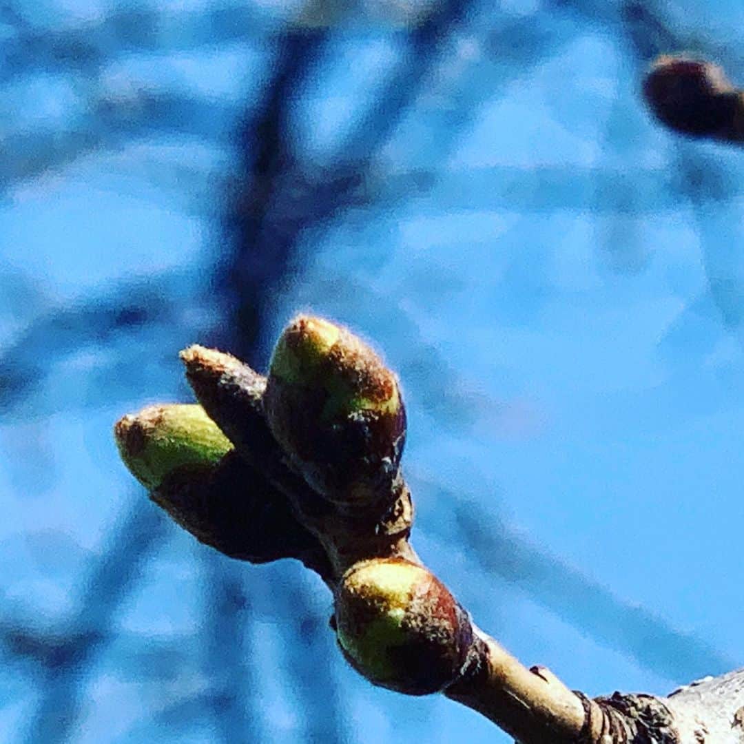 大隅智子さんのインスタグラム写真 - (大隅智子Instagram)「19日の盛岡市内のソメイヨシノ。まだまだつぼみは固いですが、例年よりは早く咲きそうです。 #盛岡　#ソメイヨシノ　#桜」3月22日 21時11分 - tomokotenki