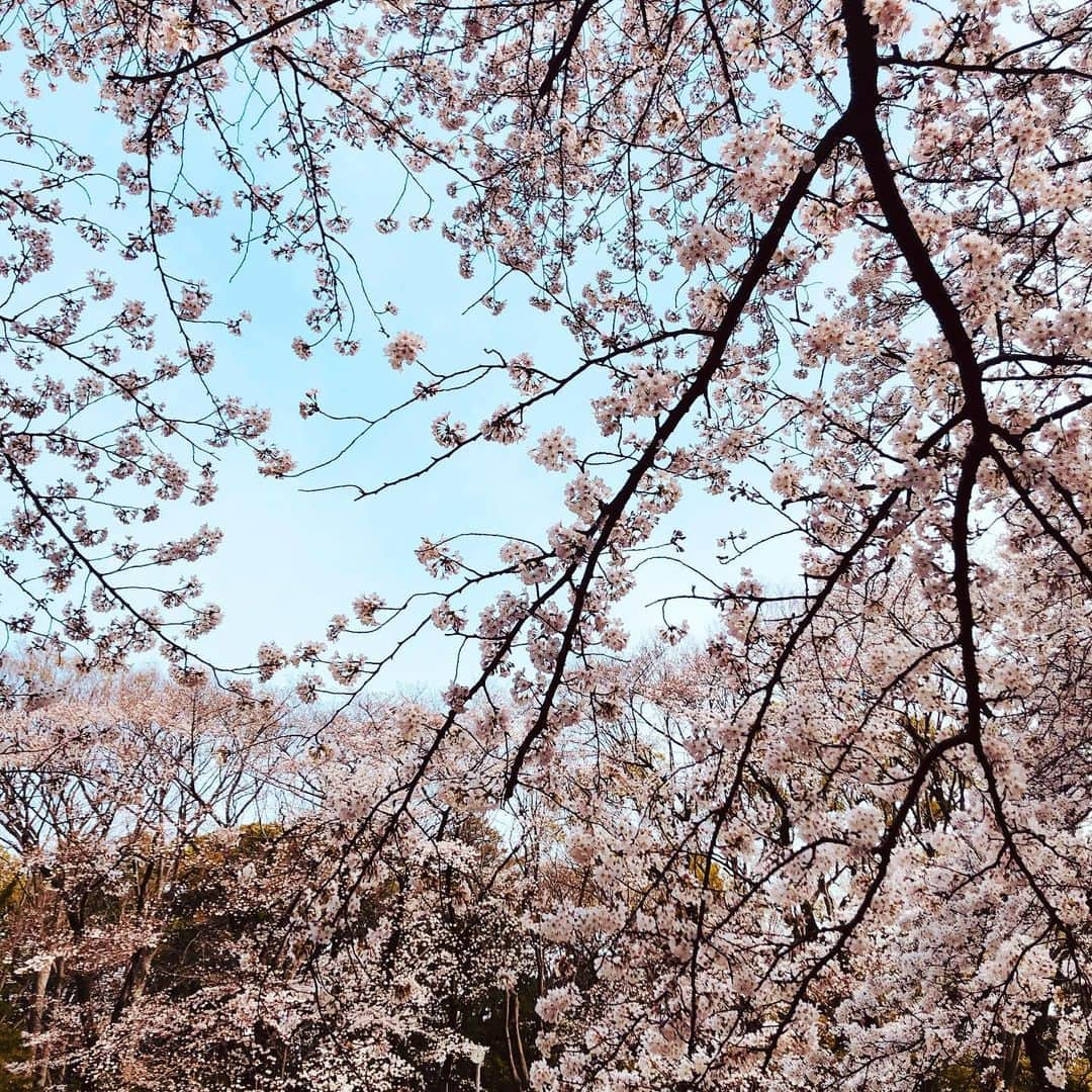 原日出子さんのインスタグラム写真 - (原日出子Instagram)「桜🌸 満開です💖 #冬は必ず春となる #桜 #自然は凄いね」3月22日 21時15分 - hara_hideko