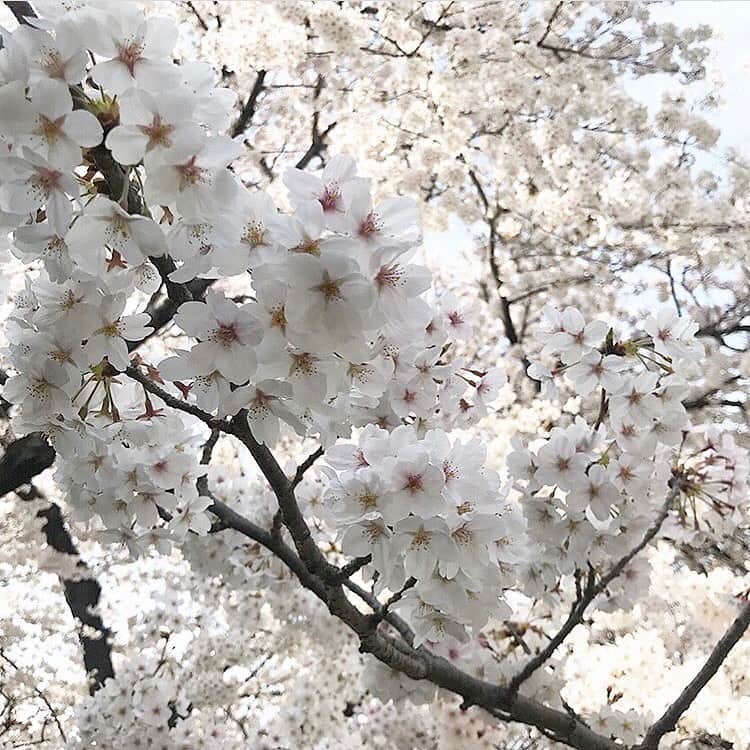 Michikoさんのインスタグラム写真 - (MichikoInstagram)「_______ 🌸🌸🌸✔️ . 例年のようなお花見はできていないけど、 いろいろな意味で 思い出深い春になるんだろうなぁと思う💭 . . #当たり前の日常 #当たり前の景色 に感謝 #さてこれからが大変だ . #spring2020  #prayforus  #prayfortheworld 🌏🌎🌍🙏🏻 .」3月22日 21時20分 - michiko.jp