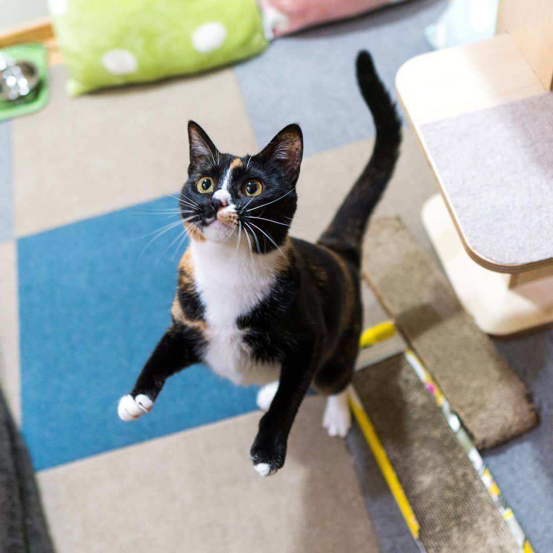 マアルのインスタグラム：「タペコさん #🐈 #北海道 #旭川市 #ペットホテル」