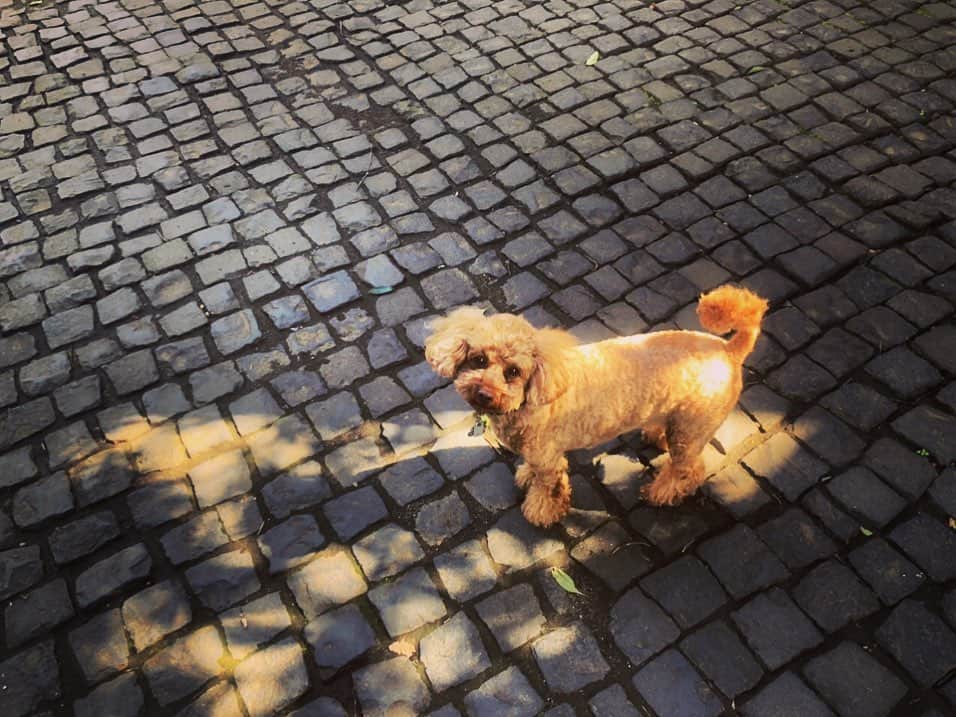 chayさんのインスタグラム写真 - (chayInstagram)「お散歩日和🐾 桜も咲いてきましたね🌸 #dog #toypoodle #poodle  #トイプードル #プードル #小次郎 #こじこじ」3月22日 21時34分 - chay1023_official