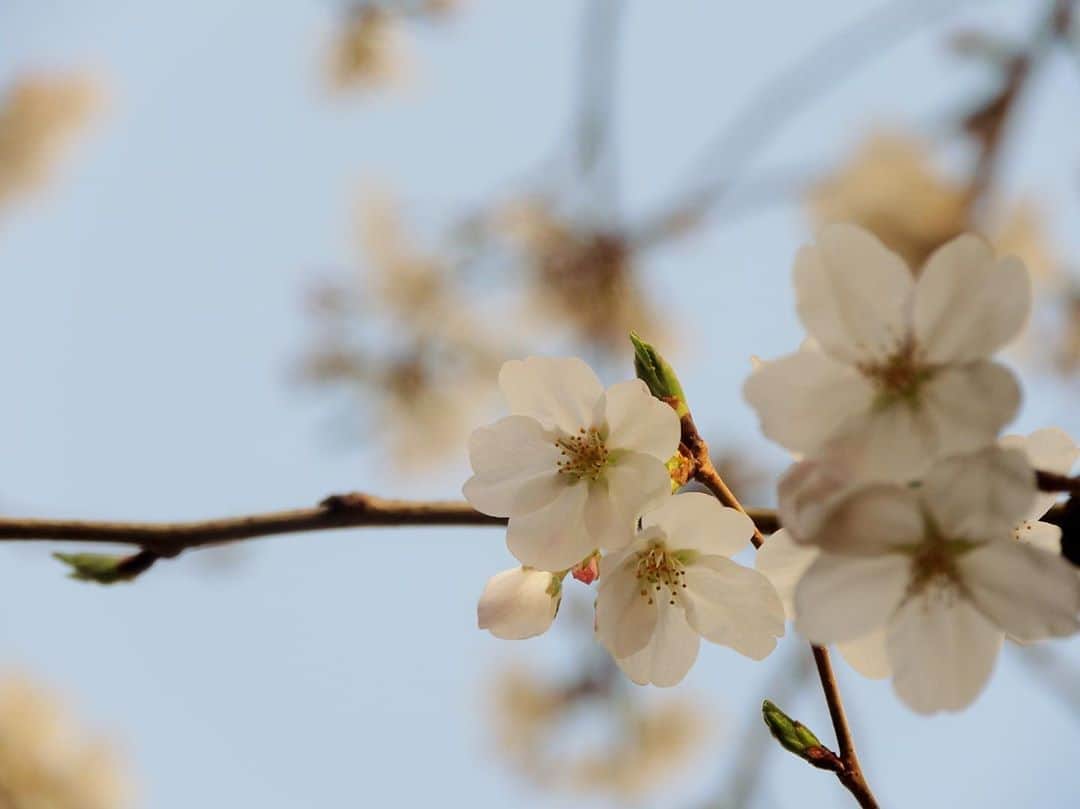 近藤祥子のインスタグラム：「. サクラサク . . #文京区 #播磨坂  2020年3月21日 . #Nikon #p510 #coolpixp510 . #桜 #さくら #sakura #ファインダー越しの私の世界 #写真好きな人と繋がりたい #instaflower #cherryblossom #jalan_sakura2020  #instaphoto #写真 #写真女子 #photostagram #japan #tokyo #tokyophotography #私の花の写真 #東京写真部 #japan_of_insta #japan_photo #ディスカバー文京」