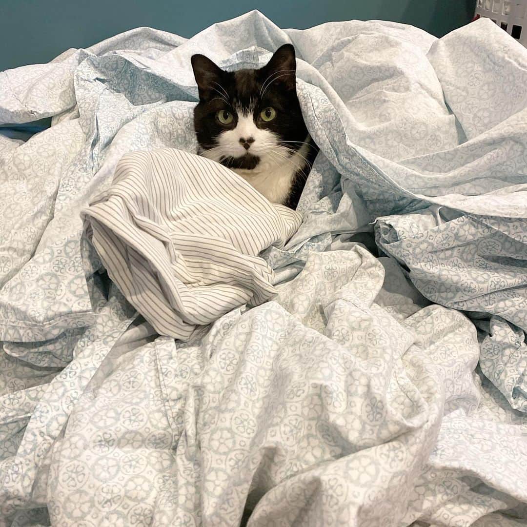 Tuxedo Cat Brosのインスタグラム：「How are you helping your human stay sane as they enter week 2 of social distancing? Jack has some tips. Tip #21: Help your humans with everyday household chores, like doing the laundry... they don’t have much else to focus on!」