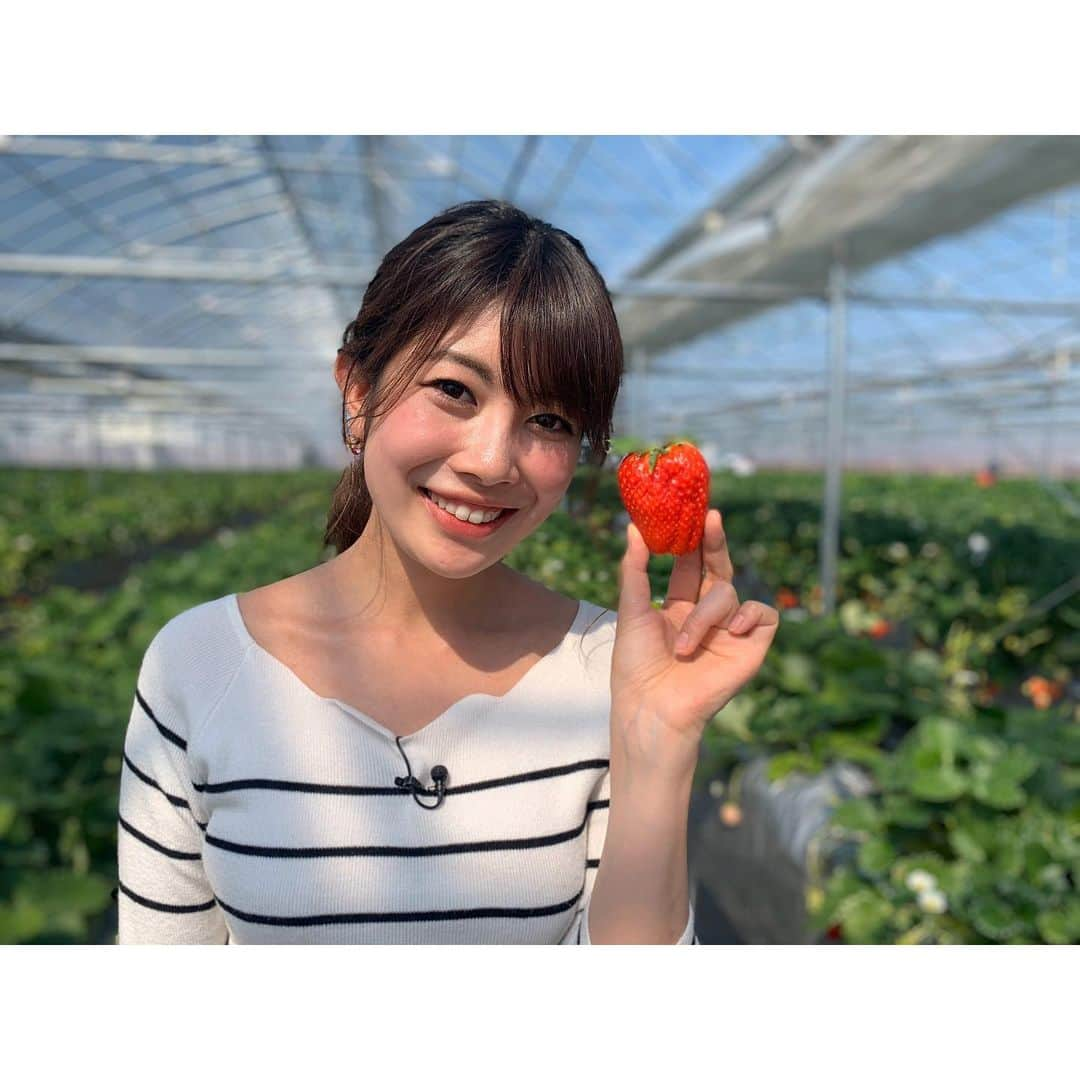 梅山茜さんのインスタグラム写真 - (梅山茜Instagram)「. ＊うめナビ〜🍓🔎＊ . 編集がやっと終わりました💻 企画から提案、アポ取りに 原稿作成、演出、出演、編集まで 全て自分で担当しているこのコーナー🐻 今回は、、、🍓🍓🍓です！😉😉😉 24日火曜日のゴジカル！で放送です📺 そして明日のゴジカル！はスイーツ予想🍰ありますよ！ 21時からは四国放送ラジオ、バンリクです。 最終回！ぜひぜひご覧&お聴きください！ . #四国放送#ゴジカル#バンリク#生放送#うめナビ#イチゴ狩り#イチゴ#苺#いちご#いちご狩り#春#デート#アナウンサー#女子アナ#followｍe#strawberry」3月22日 21時29分 - umeyama_akane