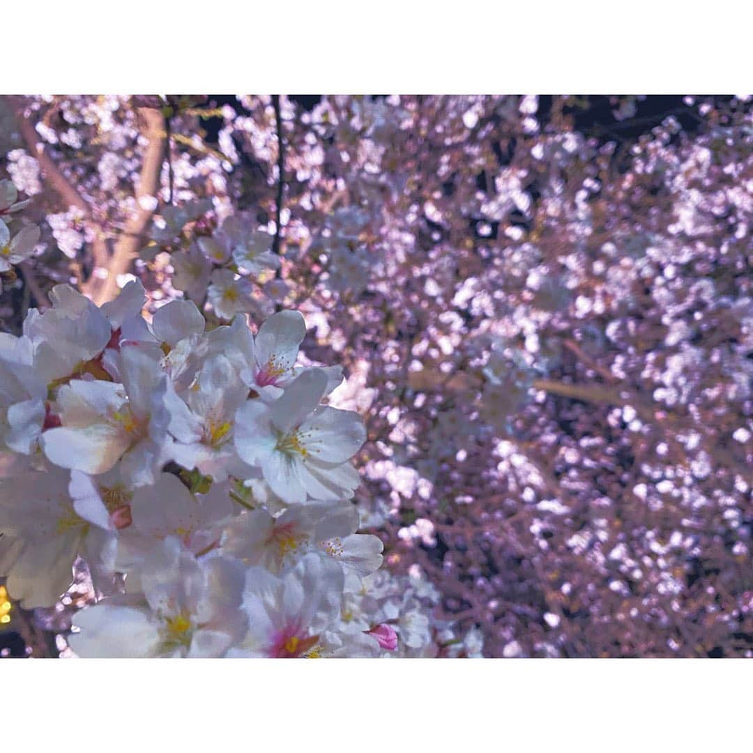 神子島みかさんのインスタグラム写真 - (神子島みかInstagram)「. #夜桜 風に揺れる桜を必死に撮る . . #ootd#fashion#cherryblossom#makeup#Japanesegirl#japan#tokyo#mam#dad#kids#fam#instagood#instamood#instalike#instalove#instafollow#followme#instapic#我爱你#アラサー#ママ#夜桜お七#鼻歌#桜#お花見#appleiphone11pro . . ⋆⸜ᵀᴴᴬᴺᴷ ᵞᴼᵁ⸝⋆」3月22日 21時52分 - kagomika