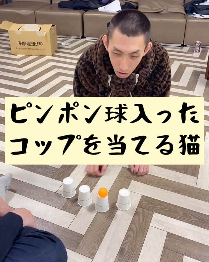 たいゆうきのインスタグラム：「タイの 動物あるあるモノマネ 「ピンポン球入ったコップを当てる猫」  #タイ動物 #動物 #あるある #ものまね  #猫 #cat  #もふもふ  #ペット  #家 #ランパンプス」