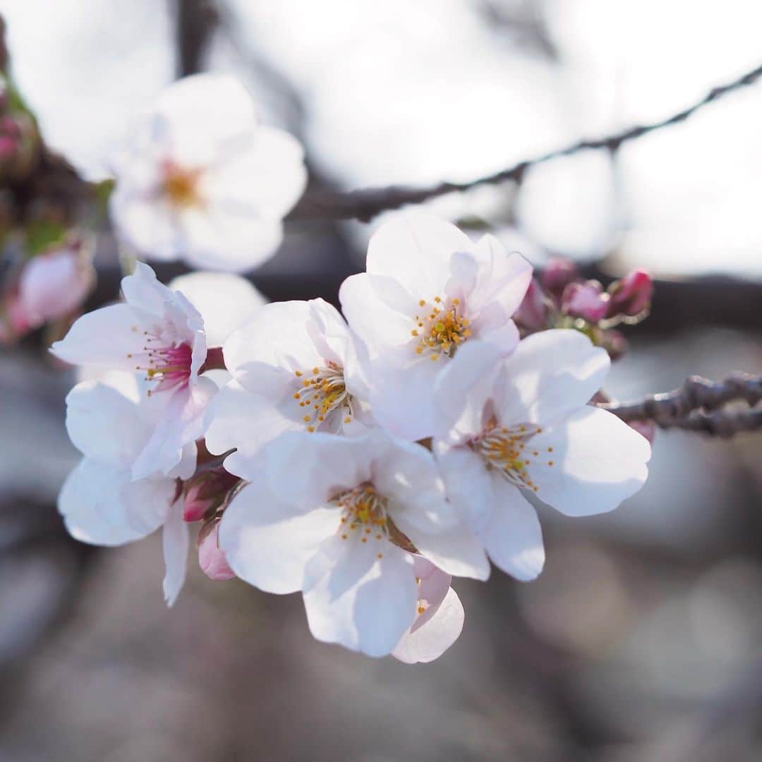 松本有紗のインスタグラム：「お花見🌸  #桜　#咲いた　#お花見」