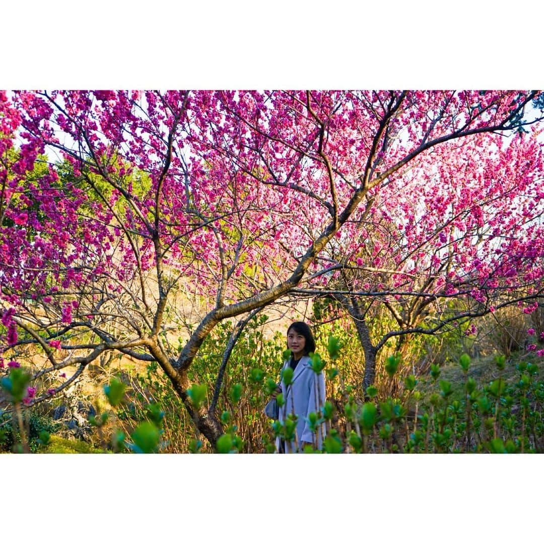 竹内由恵さんのインスタグラム写真 - (竹内由恵Instagram)「三連休は静岡県内をドライブ！ 奥山高原でお花見しカフェでゆったり。桜はまだ咲いていませんでしたが、ハナモモは華やかに色づいていました。  こうして休日のなんでもない時間を心から楽しめるようになった自分の変化が嬉しいな、なんて思います。  #休日の過ごし方#奥山高原#オリエンタル雑貨+カフェ Ora#カフェ好きな人と繋がりたい」3月22日 22時28分 - yoshie0takeuchi
