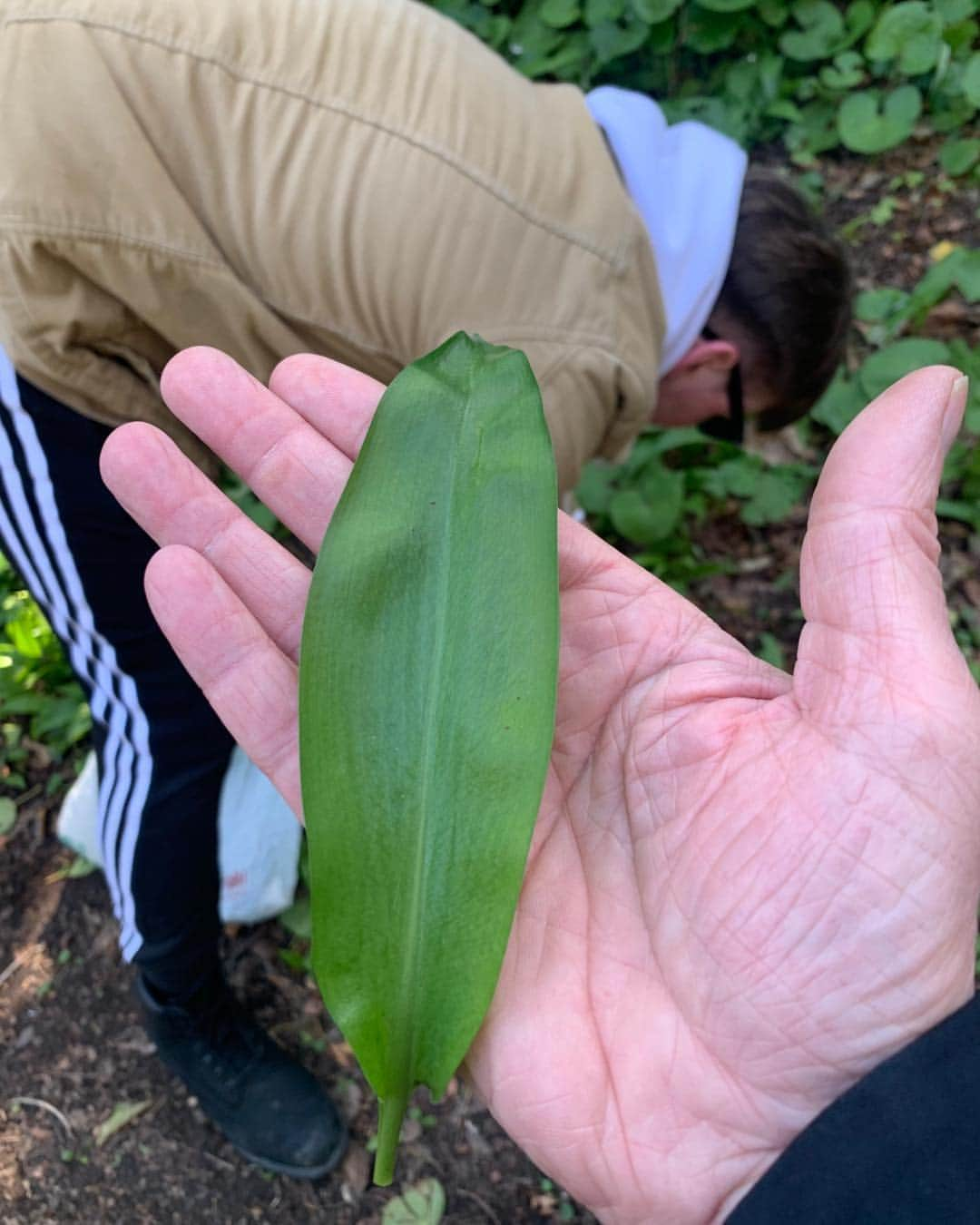 リアム・カニンガムさんのインスタグラム写真 - (リアム・カニンガムInstagram)「A bit of foraging. Wild garlic in Saint Anne’s park Clontarf Dublin. #Apocalypse 🥴」3月22日 22時19分 - liamcunningham1