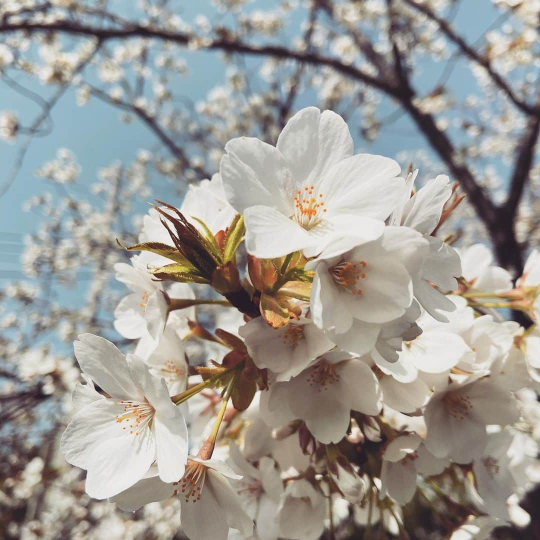 友風子/yufushiさんのインスタグラム写真 - (友風子/yufushiInstagram)「桜がかなり咲き始めてる、綺麗」3月22日 22時24分 - uko_yufushi