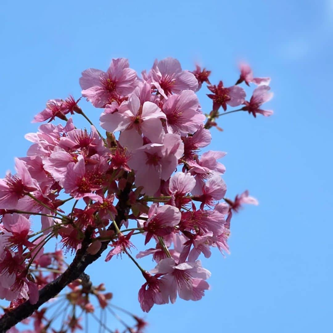 春香さんのインスタグラム写真 - (春香Instagram)「今日も綺麗な桜を見かけました🌸  #桜#cherryblossom」3月22日 22時41分 - haruka__official