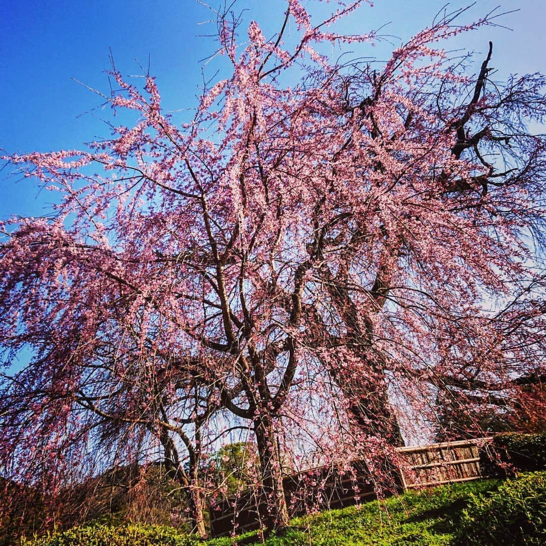 中野信治のインスタグラム：「やっばりいいね🌸  #日本 #桜 #京都 #円山公園 #八坂神社 #祇園」