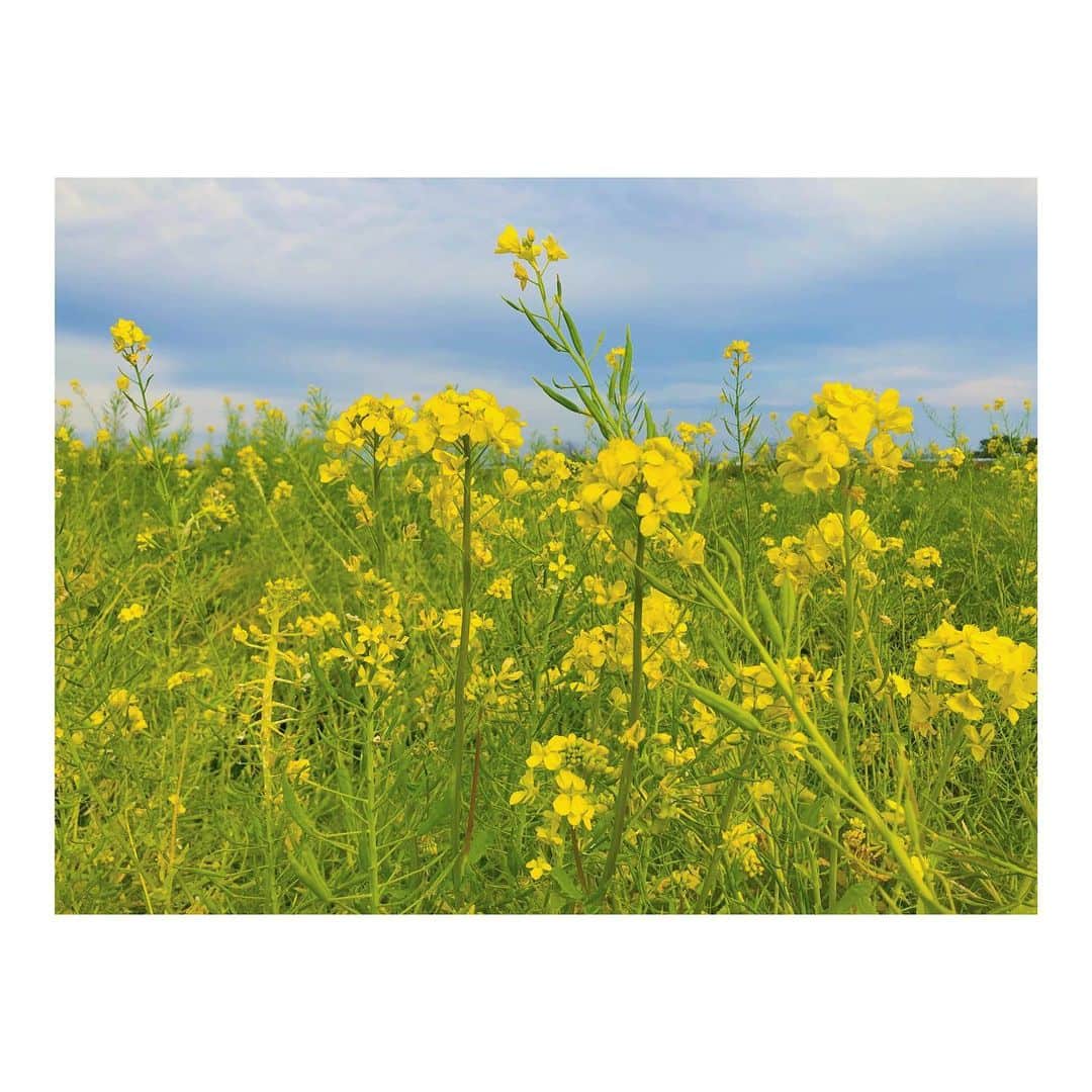 森千波さんのインスタグラム写真 - (森千波Instagram)「#1000hana . . . . . . . #rapeseed#flower#yellow#colors#colorful#nature#spring#sky#菜の花#菜の花畑#畑#空#自然#花#黄色#春」3月22日 23時02分 - 1000wave