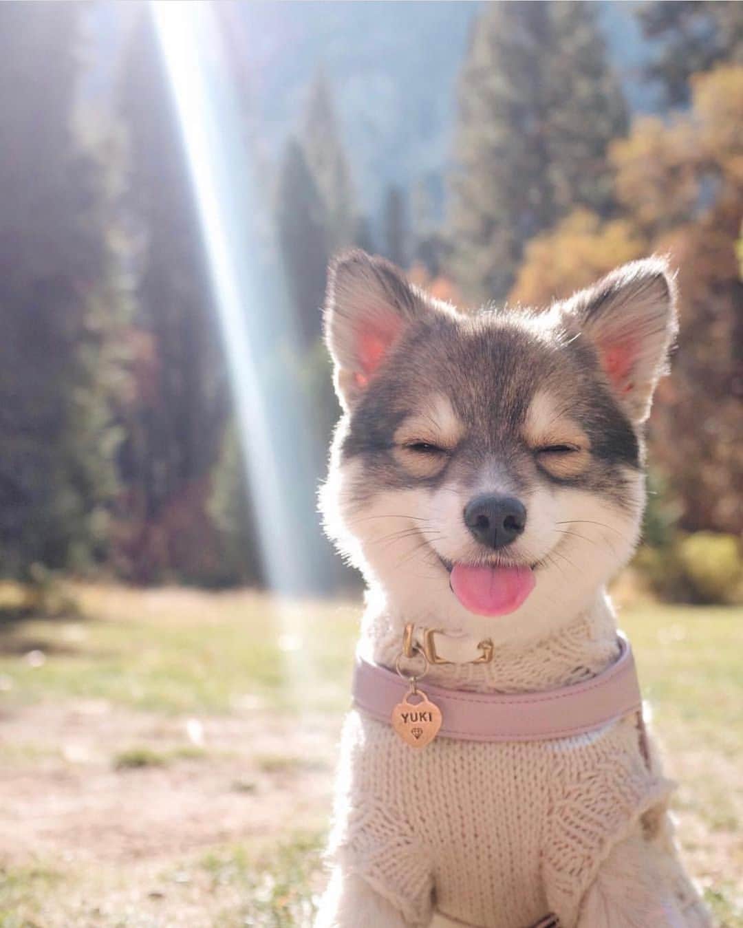 Animalsのインスタグラム：「Something to cheer you up 💕 #dogs #japan By: @yukipomsky . . . . #cute #love #goals #stylish #perfect #perfect #inspiration #fashionpost #fashioninsta #babies #photooftheday #bestoftheday #streetstyle #fashionblog #fashionable #fashion #amazing #beach #gorgeous #style #baby #girl #balcony #flowers #dress #babe #insta_animall #travelawesome」