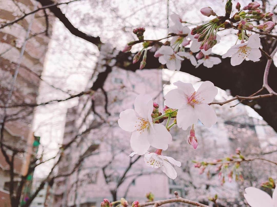 高橋みなみさんのインスタグラム写真 - (高橋みなみInstagram)「桜が咲き始めましたね✨ 今日は本当に半袖でも歩けるくらい暖かかった🌸  早く世の中的にも春がきてほしいですね。 明日からまたお仕事頑張ろ😊  #桜 #cherryblossom  #sakura  #spring #春」3月22日 23時46分 - taka37_chan