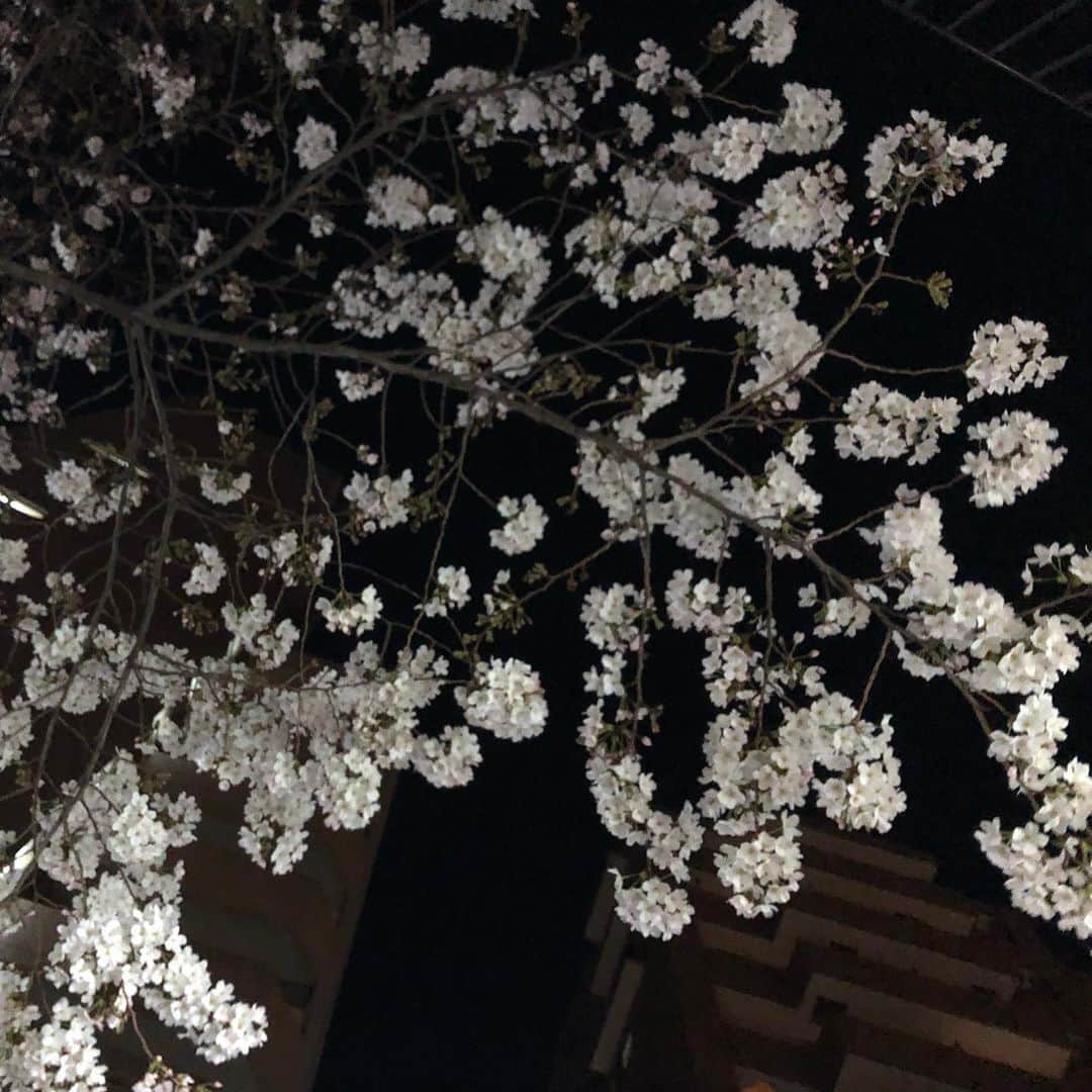 鷹木信悟さんのインスタグラム写真 - (鷹木信悟Instagram)「‪腕トレからの夜桜...🌸💪🌸‬ ‪#training‬ ‪#桜‬ ‪#cherryblossom‬」3月22日 23時38分 - takagi__shingo