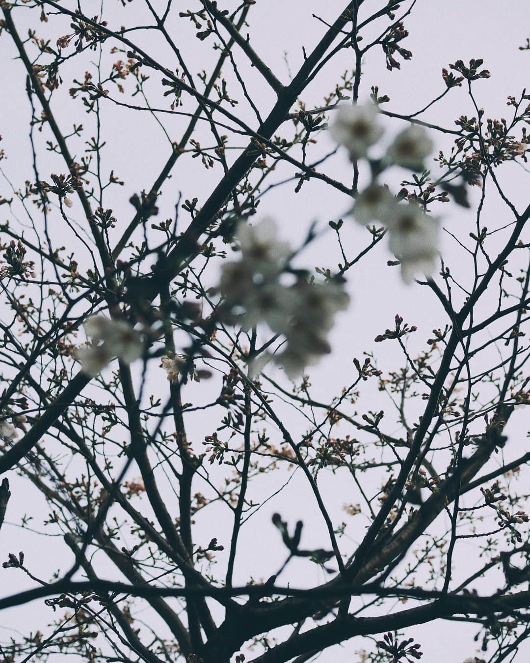 花楓さんのインスタグラム写真 - (花楓Instagram)「咲いたら咲いたで寂しんだよ。  すぐいなくなっちゃうから。  そんな早く行かないで。  #桜と人生 #散る桜残る桜も散る桜」3月22日 23時41分 - _caede_