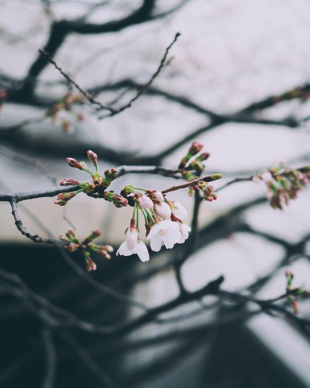 花楓さんのインスタグラム写真 - (花楓Instagram)「咲いたら咲いたで寂しんだよ。  すぐいなくなっちゃうから。  そんな早く行かないで。  #桜と人生 #散る桜残る桜も散る桜」3月22日 23時41分 - _caede_