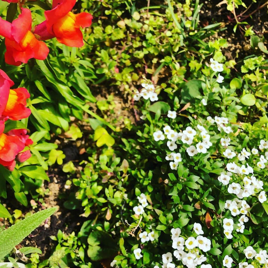 藤田朋子さんのインスタグラム写真 - (藤田朋子Instagram)「春🌸 花が咲く🌸 心が軽くなるけれど コロナに勝つには 油断してはいけない🌈 笑顔で そして 本当の春の訪れの時を祈ろう  #prayfor #flowers #cure  #aman」3月23日 0時21分 - chiendormant