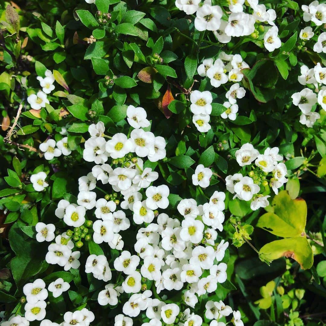 藤田朋子さんのインスタグラム写真 - (藤田朋子Instagram)「春🌸 花が咲く🌸 心が軽くなるけれど コロナに勝つには 油断してはいけない🌈 笑顔で そして 本当の春の訪れの時を祈ろう  #prayfor #flowers #cure  #aman」3月23日 0時21分 - chiendormant