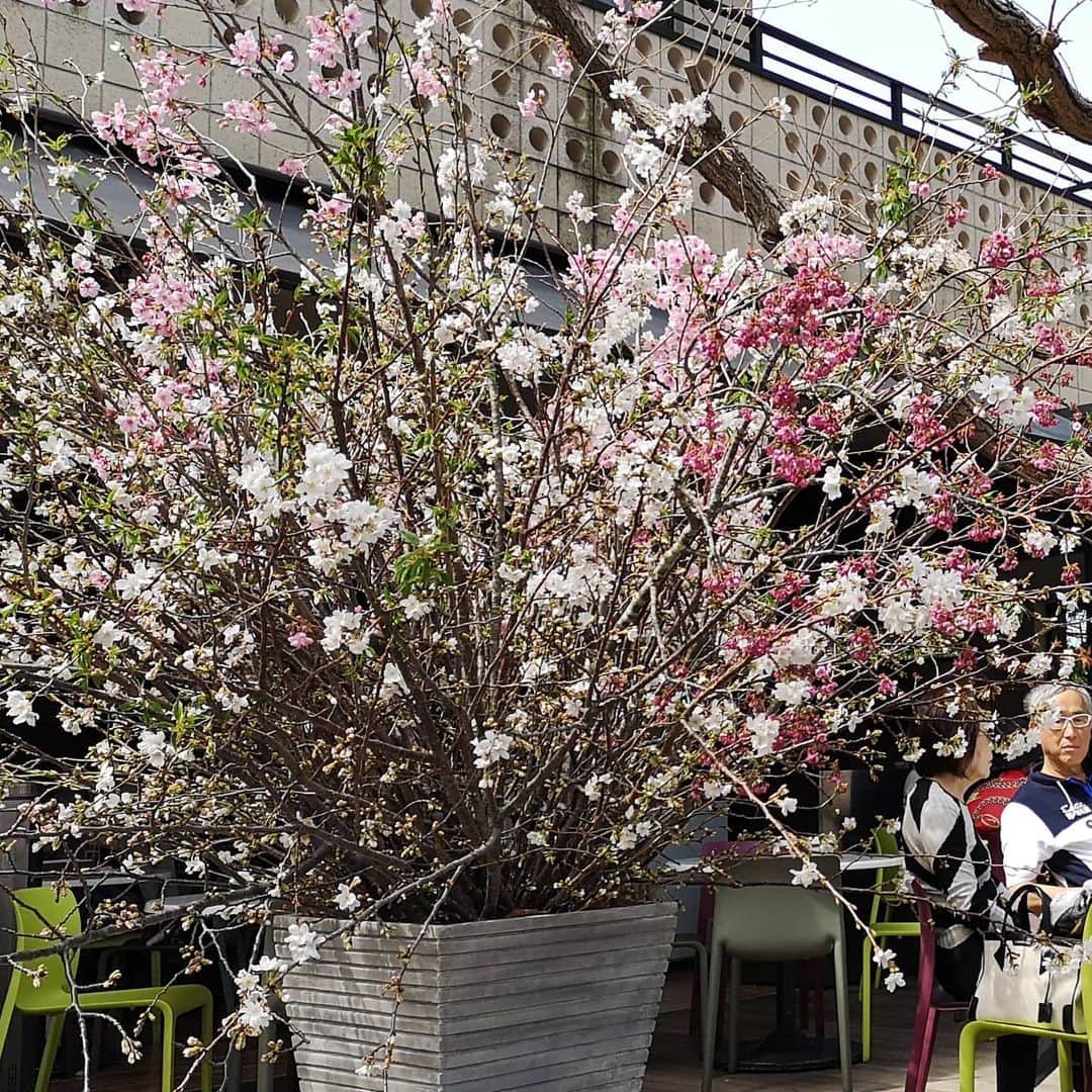 フローラン・ダバディーさんのインスタグラム写真 - (フローラン・ダバディーInstagram)「Cherry blossoms stroll day 1  桜ハンティング初日 #cerisiersjaponais」3月23日 0時50分 - florent_dabadie