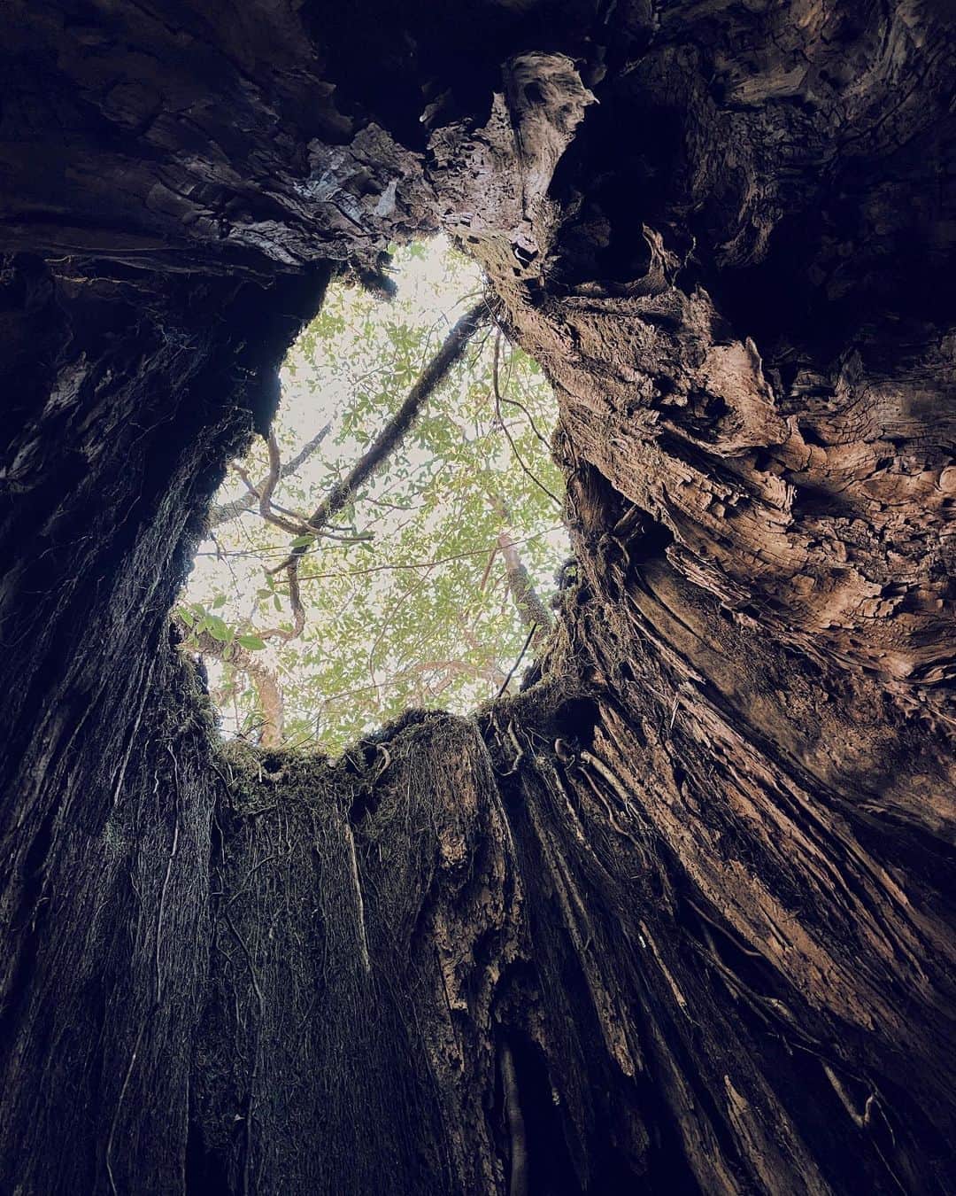 三浦大地さんのインスタグラム写真 - (三浦大地Instagram)「空洞になった古い切り株の中にお邪魔して、木に包まれてみたところ、優しさと偉大さを感じた。 「自然保護」  人間はいつも偉そう。  根本は「人間保護」だということを忘れていませんか？  #屋久島 #大地球散歩」3月23日 1時48分 - daichi_1127