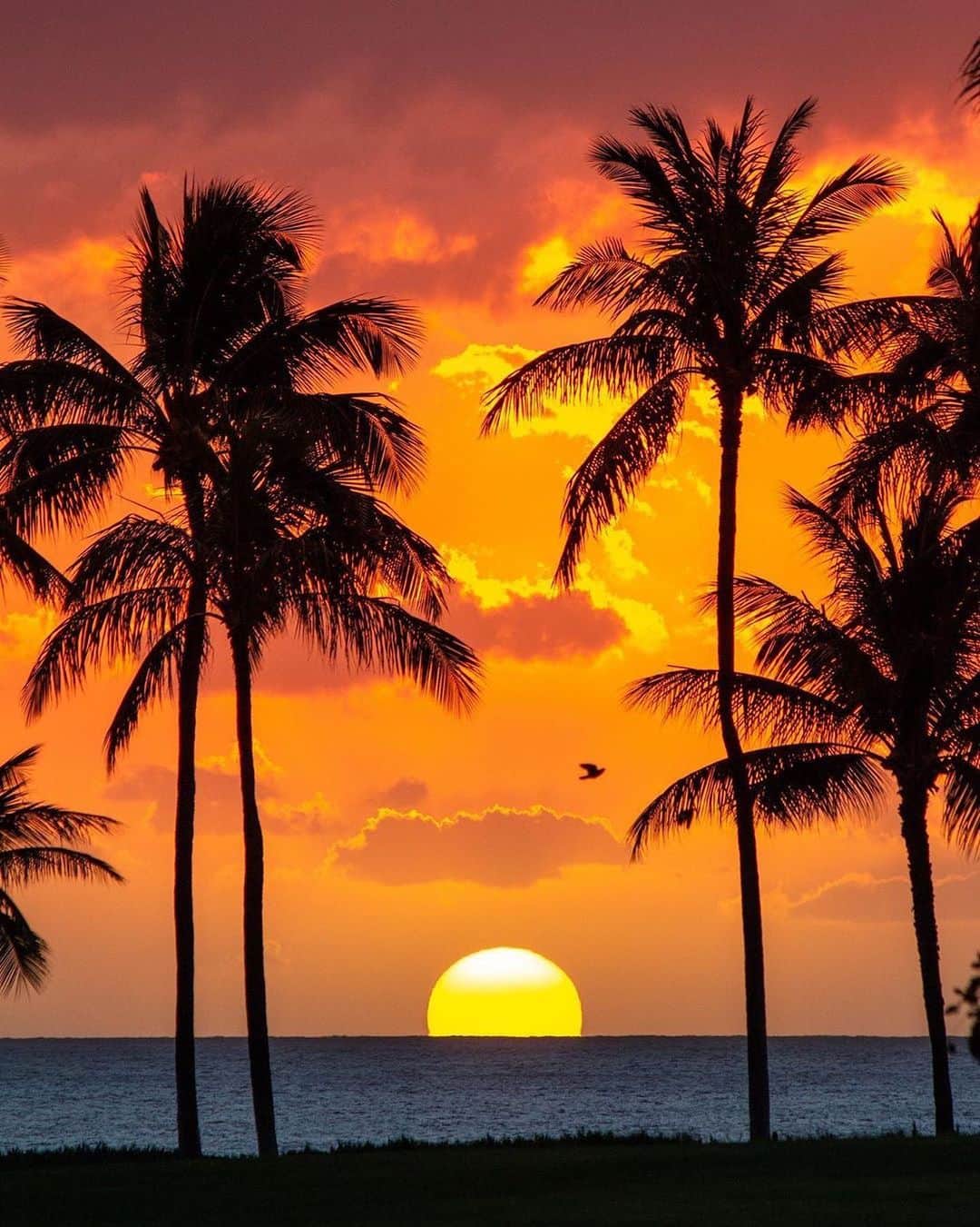 Earth Picsさんのインスタグラム写真 - (Earth PicsInstagram)「Sunset 🌅 vibes in Oahu Hawaii by @hawaiiislandtimes」3月23日 2時02分 - earthpix