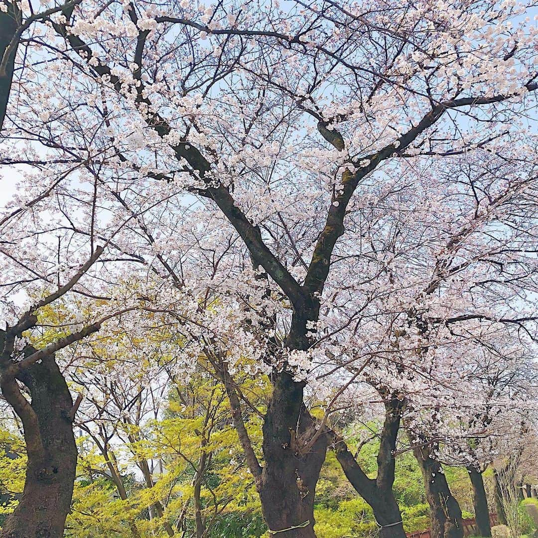 岡部玲子さんのインスタグラム写真 - (岡部玲子Instagram)「なんだかあっという間に咲いちゃってる…🌸 本当だったらお友達とお花見の約束をしているシーズン💦 色々心配しなくちゃいけない日常にも疲れてきた😭 早く平穏な毎日が戻ってこないかな😢 桜が大好きな子供達には、お散歩しながら？公園で？お花見させよう🌸✨ #岡部玲子 #子育て　#主婦　#アラフォーママ　#タレント　#レポーター　#40歳　#お花見　#桜　#お花見シーズン　#桜ピンク #キレイ　#コロナに負けるな　#早く平穏な日々に #そう願うばかり #mama #talent #reporter #japanese #sakura #spring #sakurapink #beautiful #smile」3月23日 11時46分 - reiko_okabe