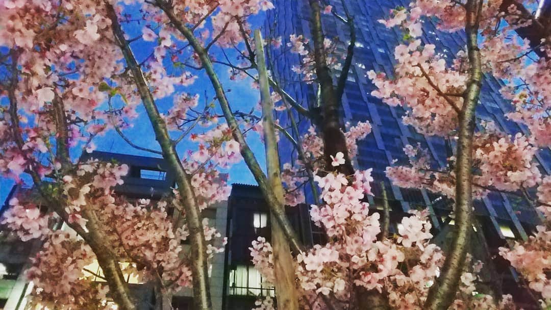 松坂南さんのインスタグラム写真 - (松坂南Instagram)「数日前の夜桜🌃🌸 都会の隅で、ひっそり でも力強く咲いてる  今週お花見行く予定だけど・・行けるかなぁ(^^;」3月23日 11時59分 - minami_matsuzaka