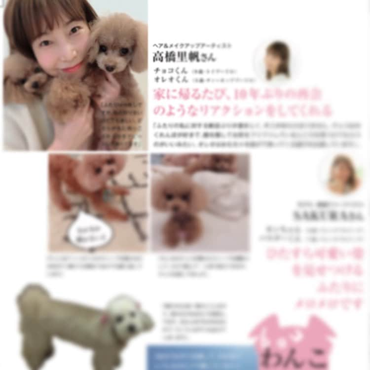 高橋里帆さんのインスタグラム写真 - (高橋里帆Instagram)「@androsy_tkj  5月号発売❣️ 『あの人もにゃんこ様、わんこ様ラバー』企画 チビ達も載せてもらいました👏  載せてもらうだけで、本当幸せ〜💕 親バカですね☺️笑  良かったらチェックしてみてください💕  3ショットはチビ達は困り顔なのに私だけドヤ顔してます🤣  #andsosy#高橋里帆#愛犬#親バカ＃幸せ#トイプードル#プードル#ティーカップ#ティーカッププードル#プチ#プチプー#ポケット#ポケットプードル#マイクロ#マイクロミニ#多頭飼い#犬#犬生活#dog#dogs#里帆家のワンコ達#doglife #dogstagram #チョコ#オレオ#笑う犬#smiledog#smile#doglover#doglovers」3月23日 12時07分 - takahashi.riho