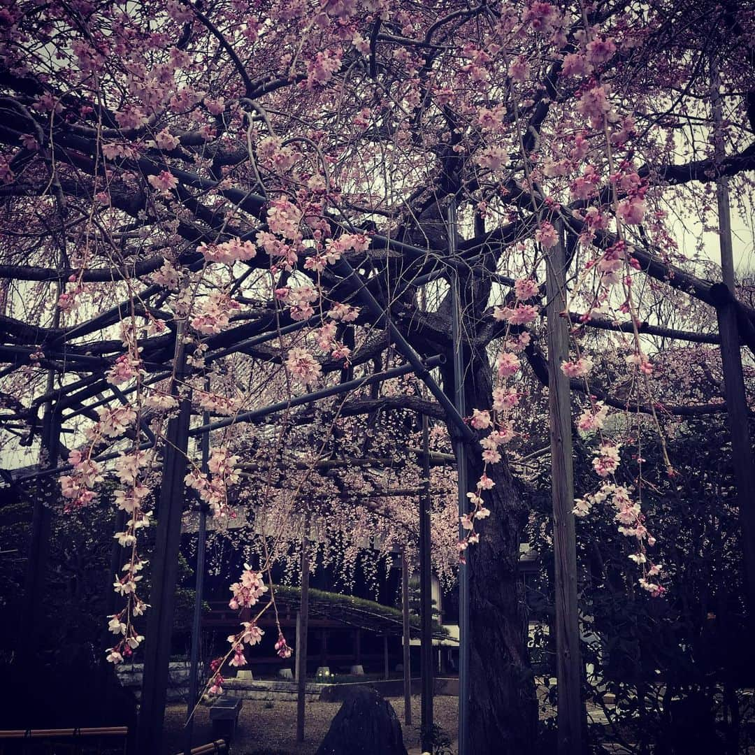 佐野史郎さんのインスタグラム写真 - (佐野史郎Instagram)「ロケ先にて 椿と桜」3月23日 12時28分 - sanovabitch