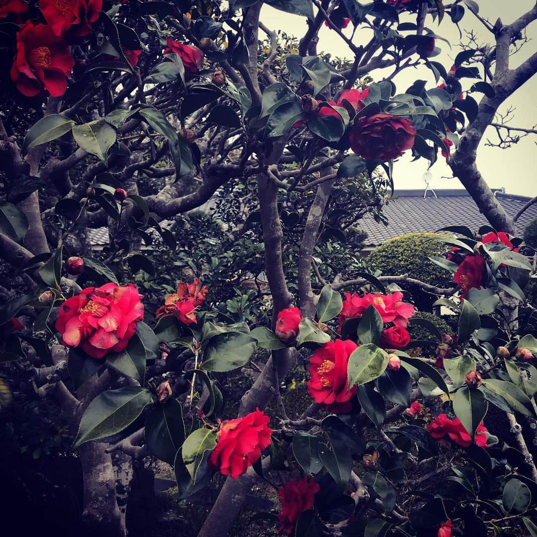 佐野史郎のインスタグラム：「ロケ先にて 椿と桜」