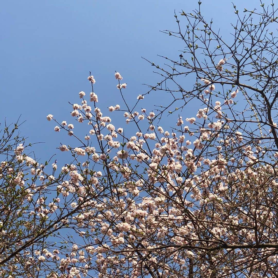 シン・セギョンさんのインスタグラム写真 - (シン・セギョンInstagram)「봄🌸 ⠀ ⠀ ⠀ ⠀ (사랑이 발 닦고 올라갔어요)」3月23日 12時40分 - sjkuksee