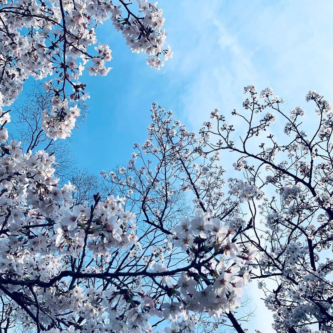 小田切恵子さんのインスタグラム写真 - (小田切恵子Instagram)「満開ですね🌸  #春はきてるはず #昨日と今日の気温差ありすぎて #ちょ」3月23日 12時42分 - keikoodagiri101