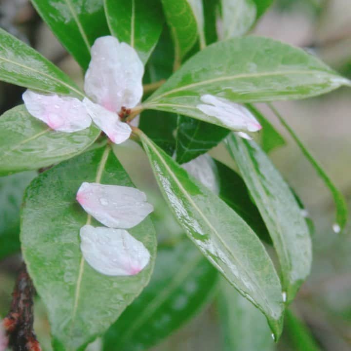 のインスタグラム：「🌸春よ、来い🌸﻿ ﻿ ﻿ 淡き光立つ　俄雨﻿ いとし面影の沈丁花﻿ 溢るる涙の蕾から﻿ ひとつ ひとつ香り始める﻿ ﻿ それは それは 空を越えて﻿ やがて やがて 迎えに来る﻿ ﻿ 春よ 遠き春よ 瞼閉じればそこに﻿ 愛をくれし君の なつかしい声がする﻿ ﻿ ﻿ #言わずと知れた松任谷由実さんの名曲﻿ #2014年リリース﻿ #カバーアルバム「Lady」に収録﻿ #アレンジは　#安倍潤 さん #springsong ﻿ #Tiara10thAnniversary」