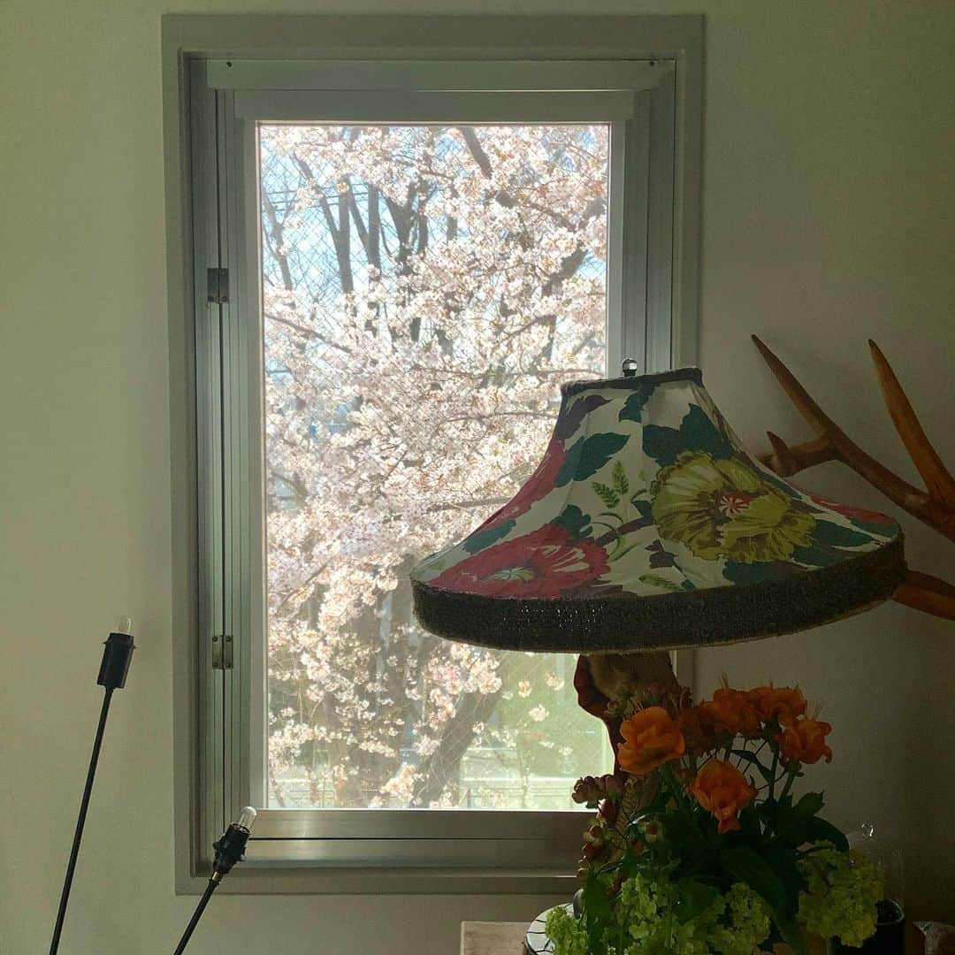 丸山敬太さんのインスタグラム写真 - (丸山敬太Instagram)「この季節のために引っ越して来たような部屋。  写真ではなかなか伝わらないけど桜に窓中が染まるのが最高！」3月23日 12時59分 - keitamaruyama