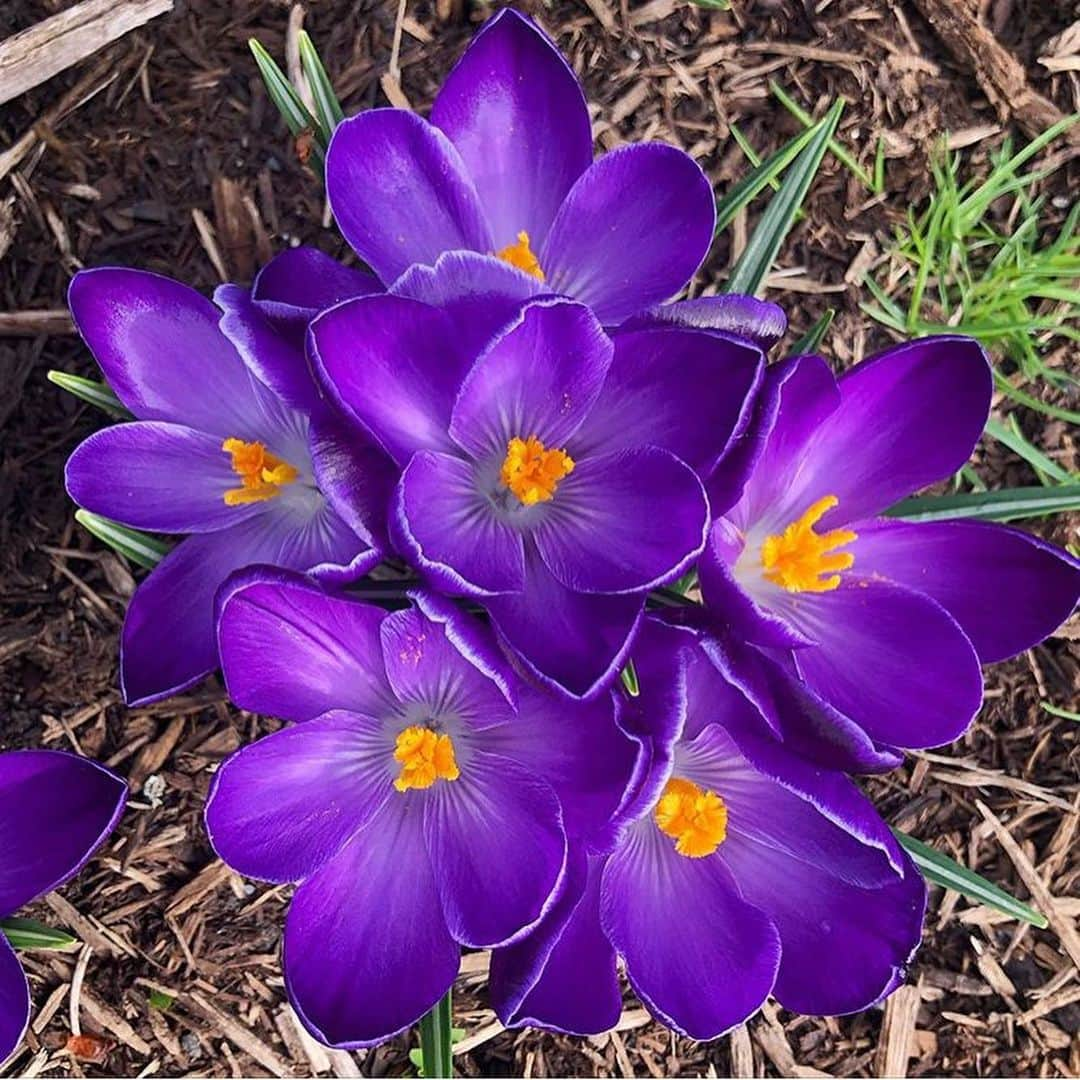 マーサ・スチュワートさんのインスタグラム写真 - (マーサ・スチュワートInstagram)「Spotted in @marthastewart48’s Bedford gardens: “As spring is officially here the crocus continue to bloom. These later types have larger flowers, in shades of lavender, blue, and deep purple, and have naturalized themselves throughout the farm.” - head gardner @ryanmccallister1 | Swipe the gallery to see these colorful blooms in their full glory. 👆🏼」3月23日 4時27分 - marthastewart