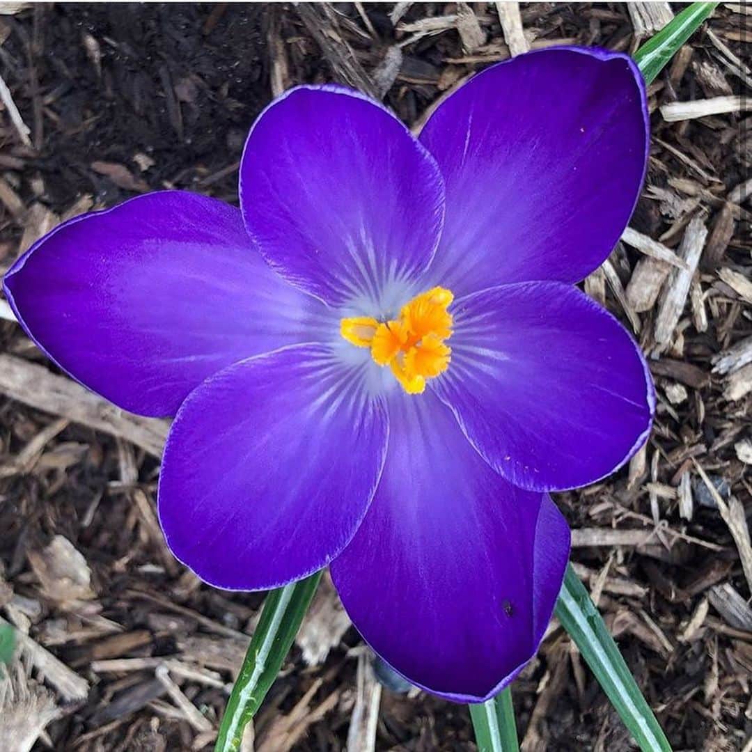 マーサ・スチュワートさんのインスタグラム写真 - (マーサ・スチュワートInstagram)「Spotted in @marthastewart48’s Bedford gardens: “As spring is officially here the crocus continue to bloom. These later types have larger flowers, in shades of lavender, blue, and deep purple, and have naturalized themselves throughout the farm.” - head gardner @ryanmccallister1 | Swipe the gallery to see these colorful blooms in their full glory. 👆🏼」3月23日 4時27分 - marthastewart