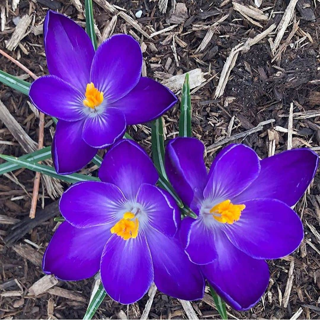 マーサ・スチュワートさんのインスタグラム写真 - (マーサ・スチュワートInstagram)「Spotted in @marthastewart48’s Bedford gardens: “As spring is officially here the crocus continue to bloom. These later types have larger flowers, in shades of lavender, blue, and deep purple, and have naturalized themselves throughout the farm.” - head gardner @ryanmccallister1 | Swipe the gallery to see these colorful blooms in their full glory. 👆🏼」3月23日 4時27分 - marthastewart